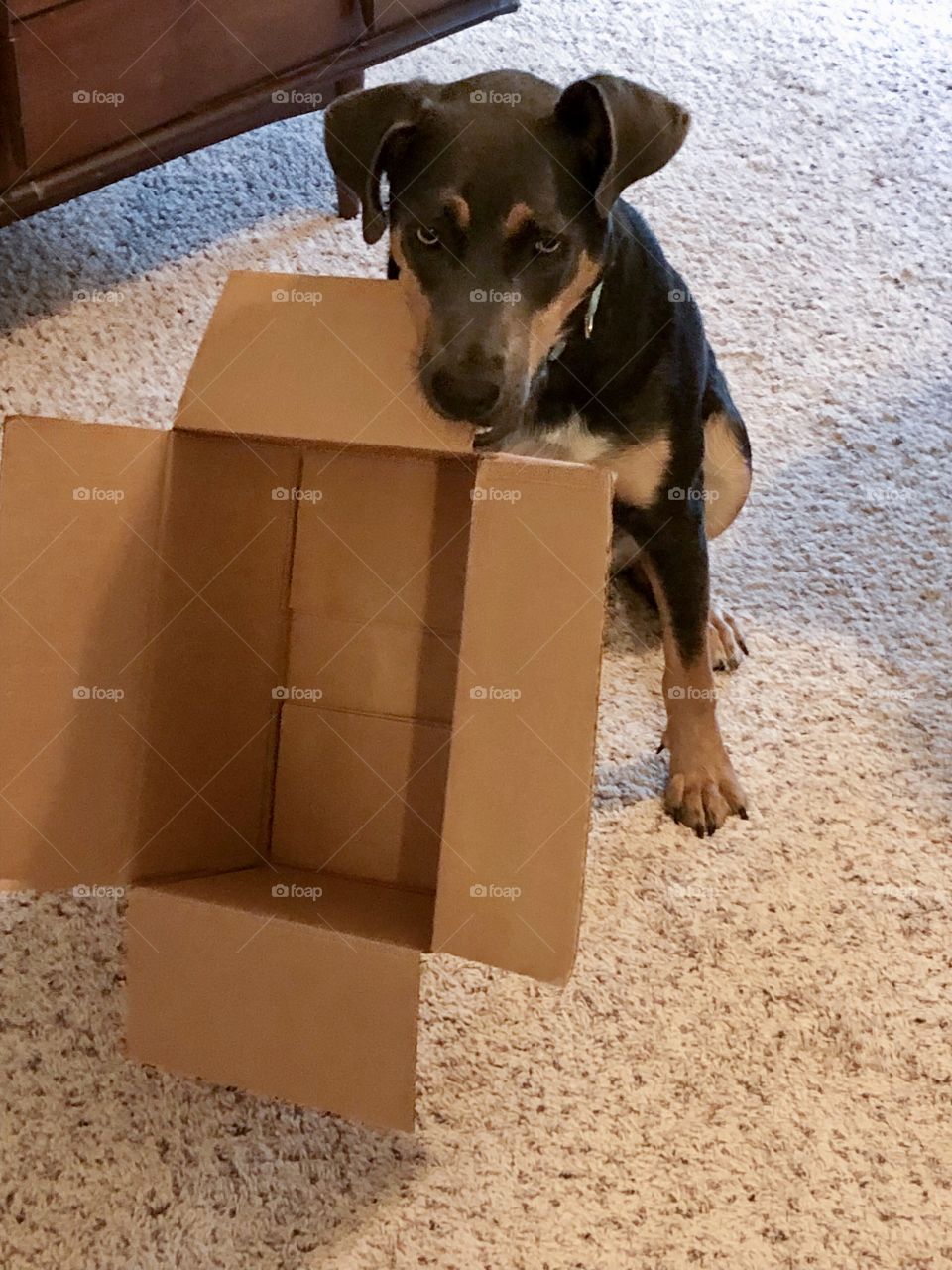 Labrador/hound plays with box