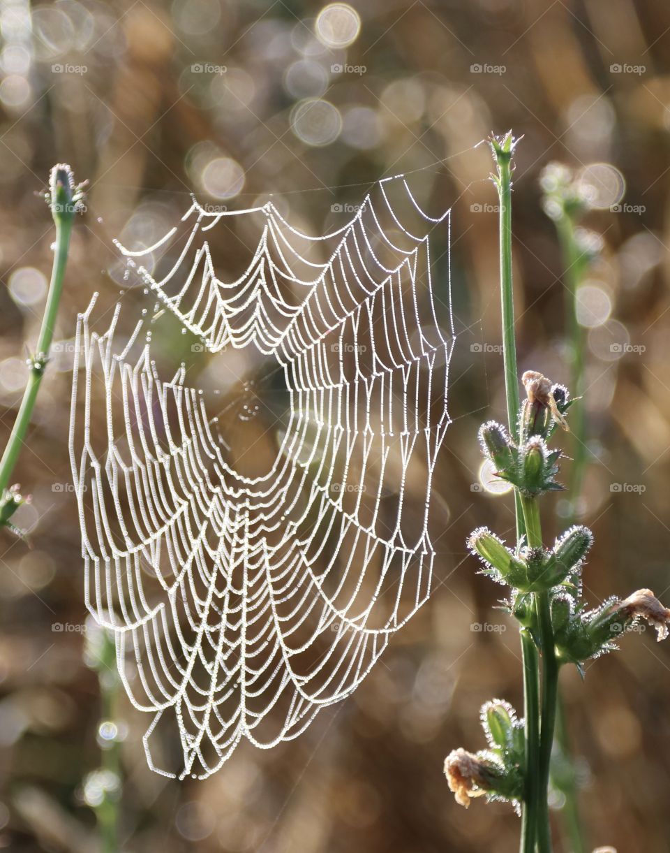 Spider web with dew on it, early in the morning 