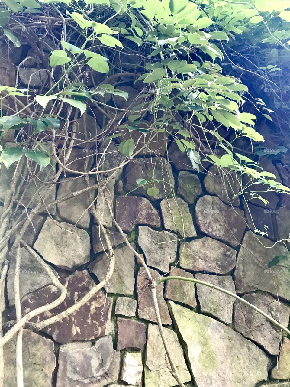 Vines on stone wall