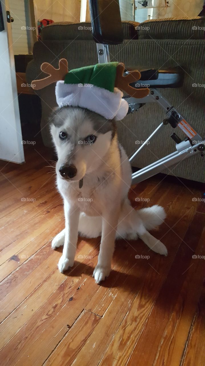 husky in holiday hat