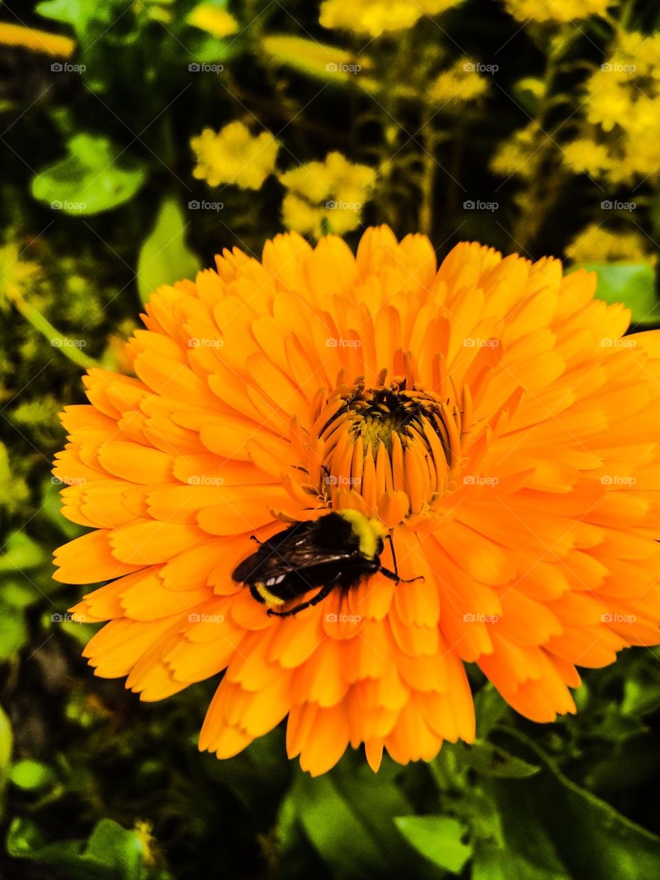 Bee flower