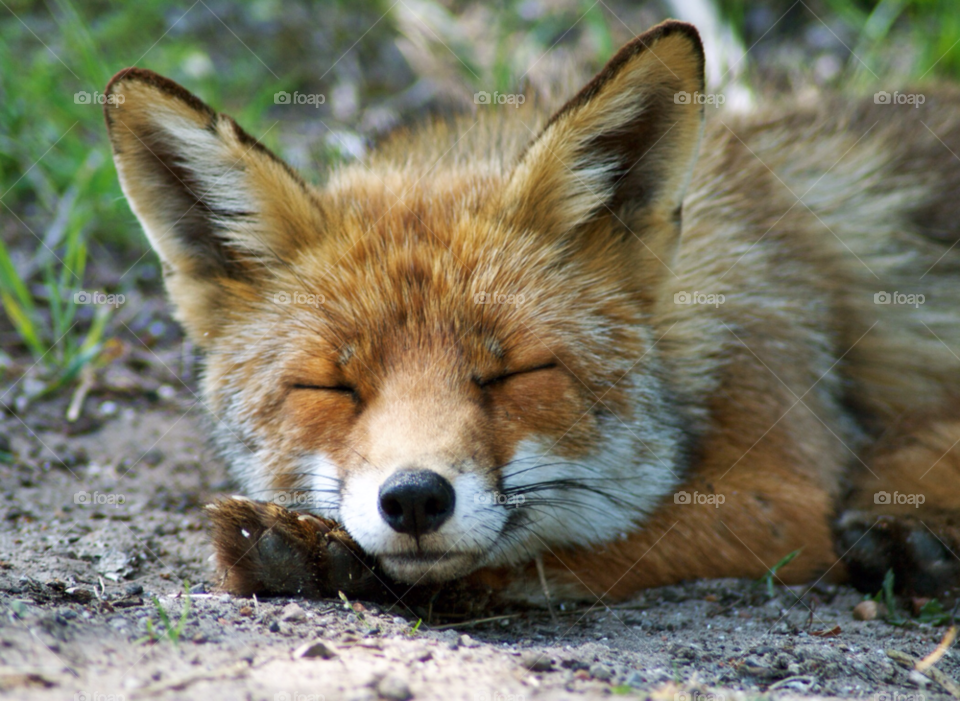 Close-up of sleeping fox