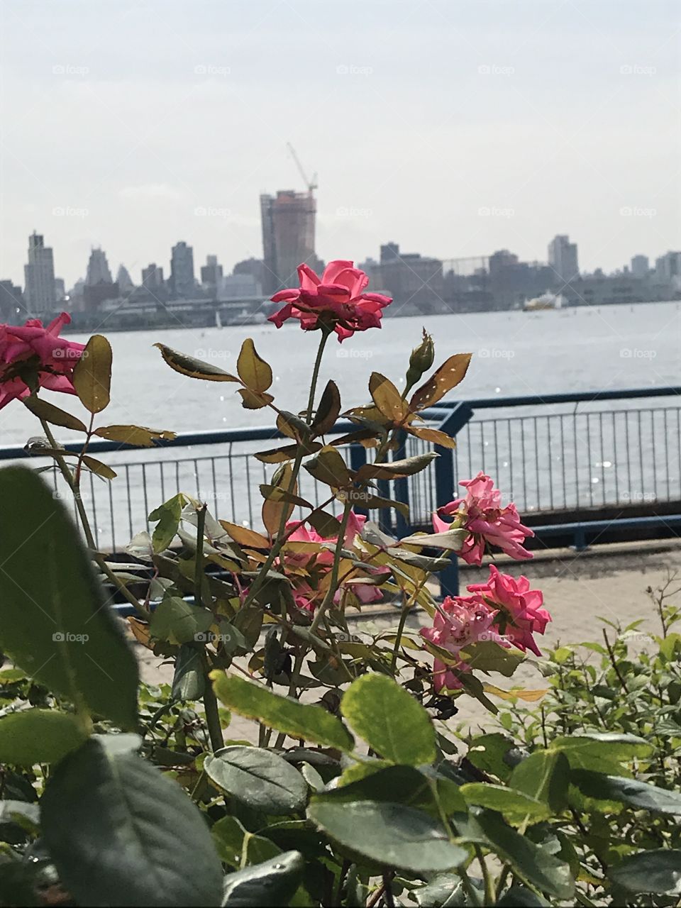 Rose by the Hudson River