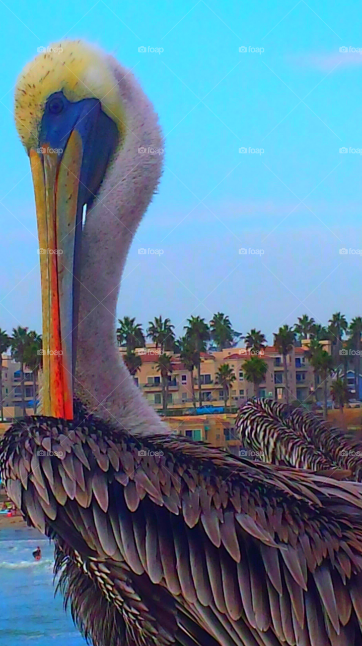 "Pelican"