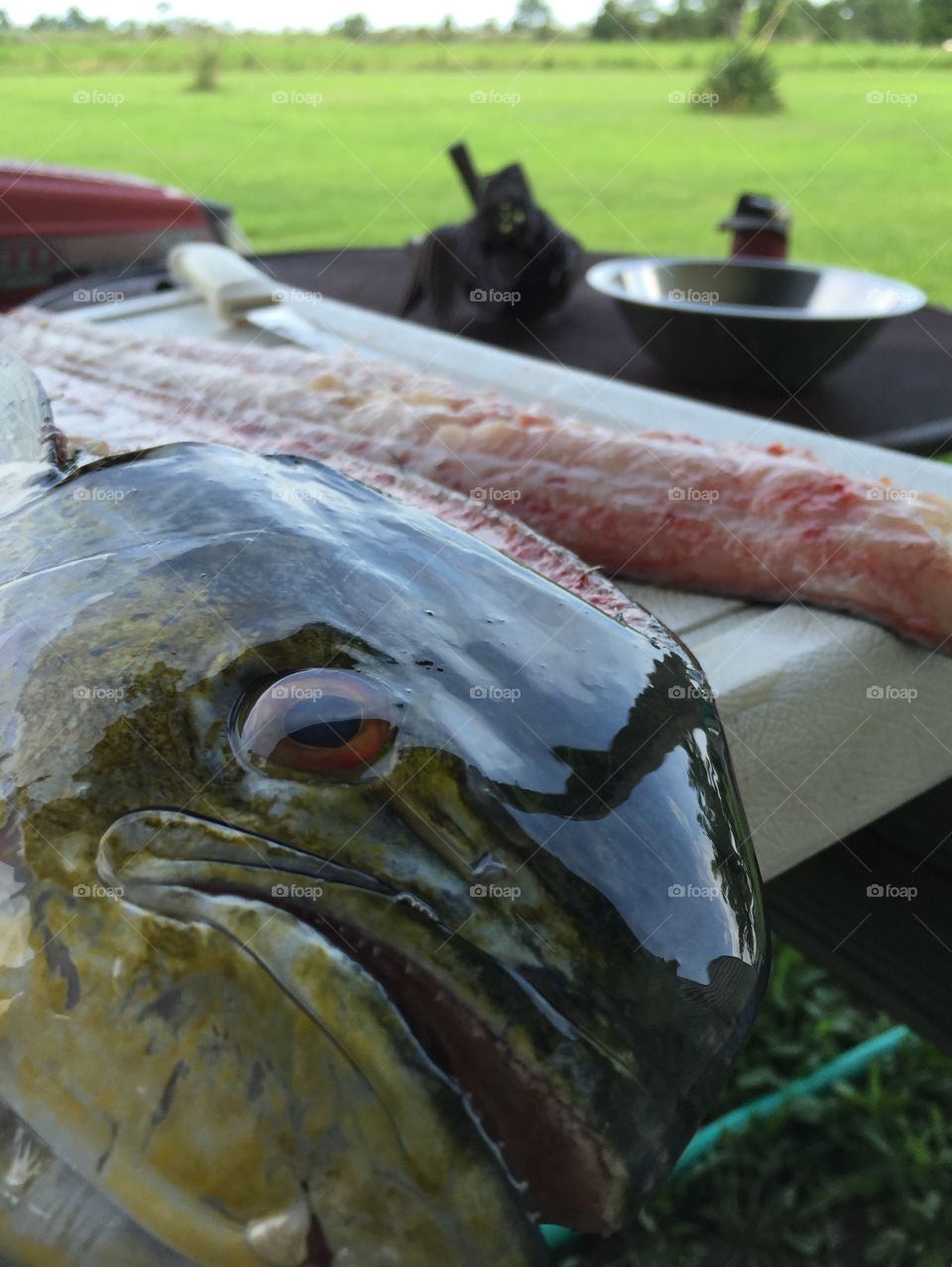 Mahi Mahi. Fillets 