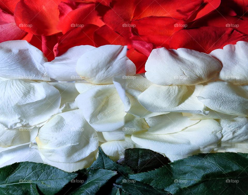 Flag of Hungary.  Three horizontal stripes: red rose petals, white rose petals and green leaves