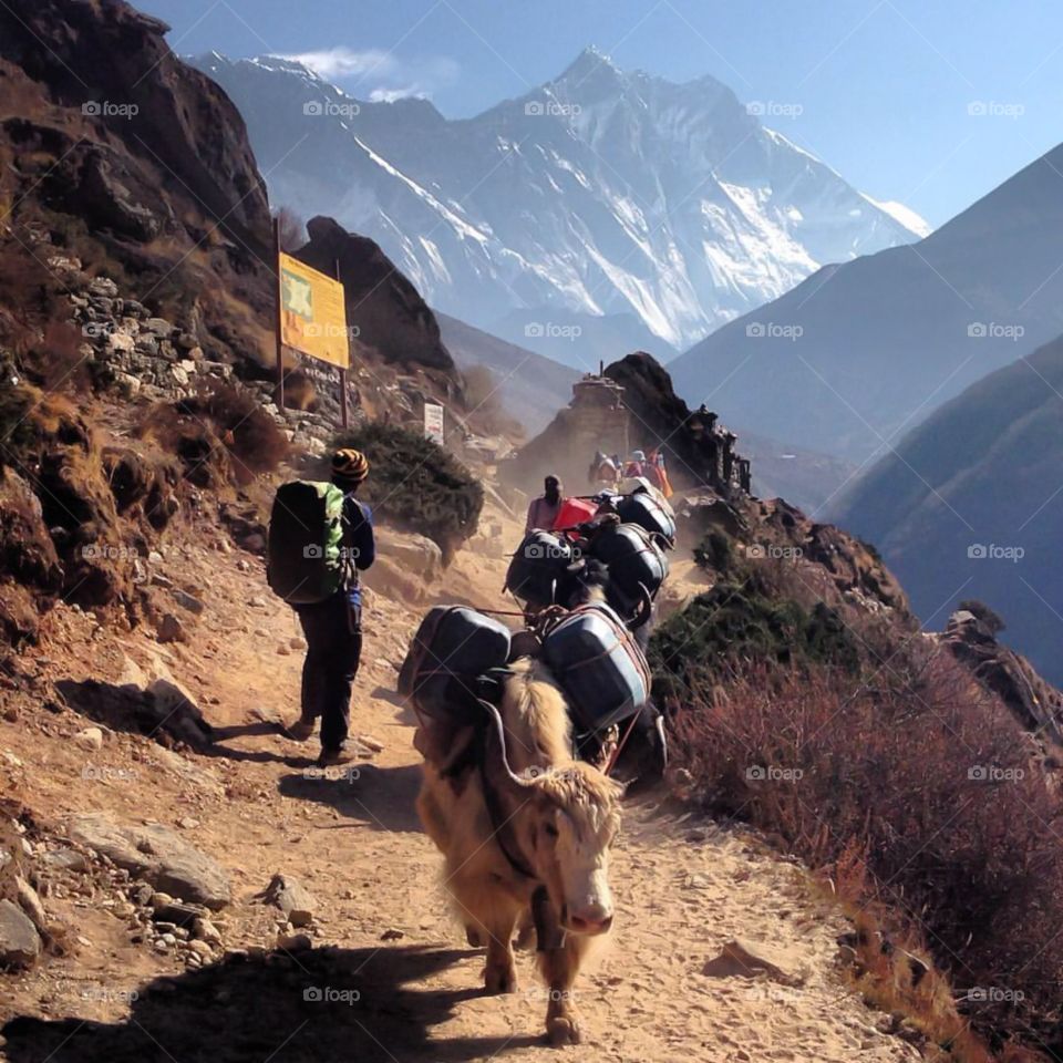 While on the way to Everest Base Camp, you should always be aware of the yak trains. They have right of way!  Photo taken on the Everest Base Camp Trek in Nepal.