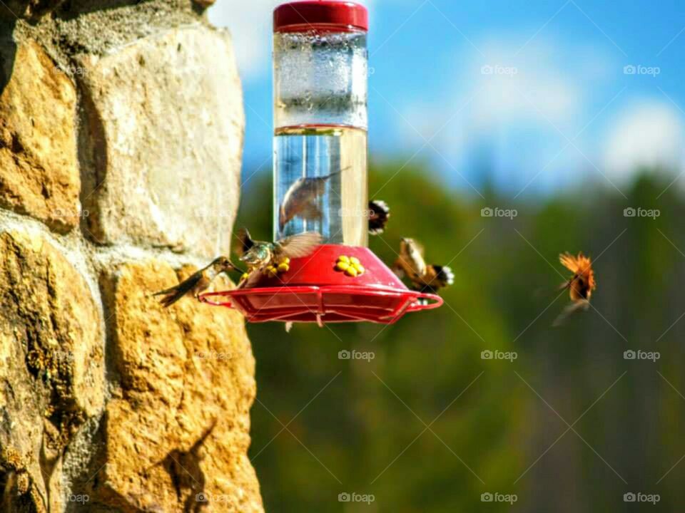The gathering   of hummingbirds