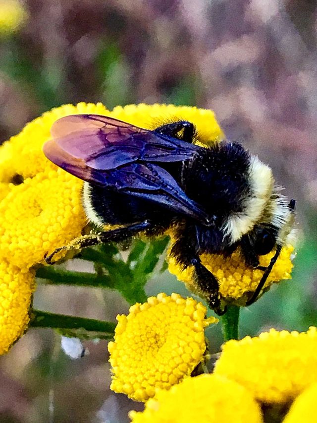 Napping Bumble 