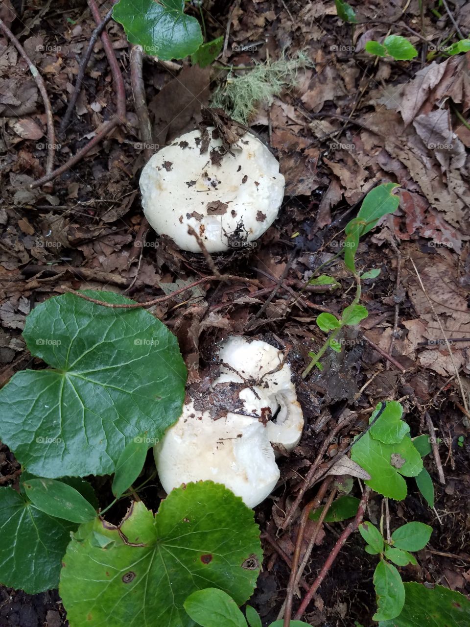 Couple of fungi
