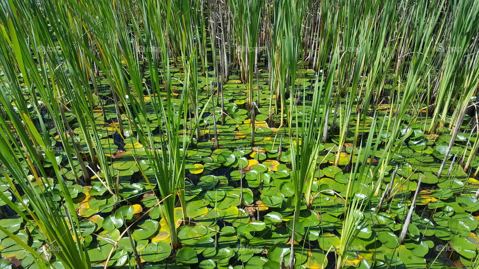 reeds and lilypads