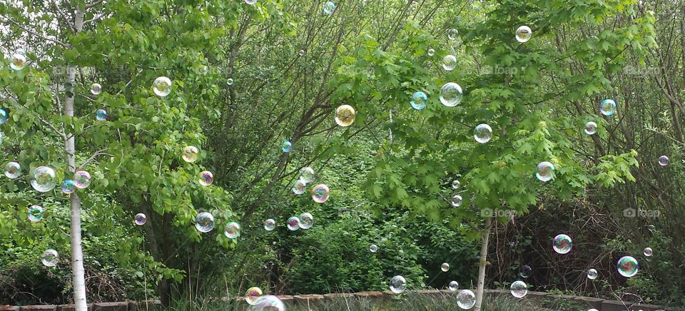 Bubbles in the backyard. An wonderful day for blowing bubbles.