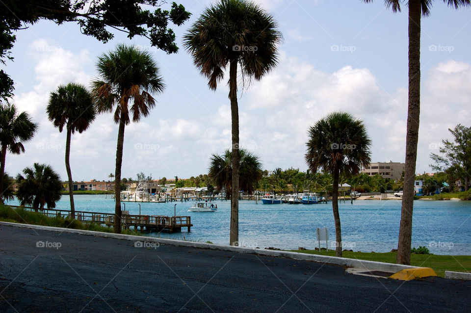 tree palm boats boat by refocusphoto