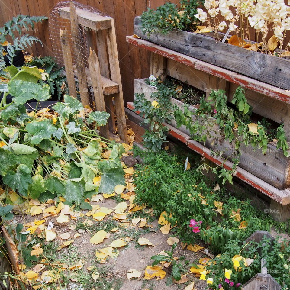 Fallen leaves amongst a vegetable garden at the end of the season. 