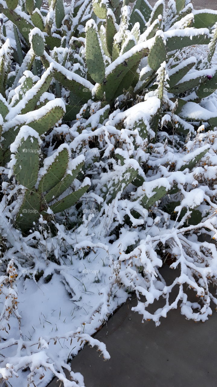 Desert Snow