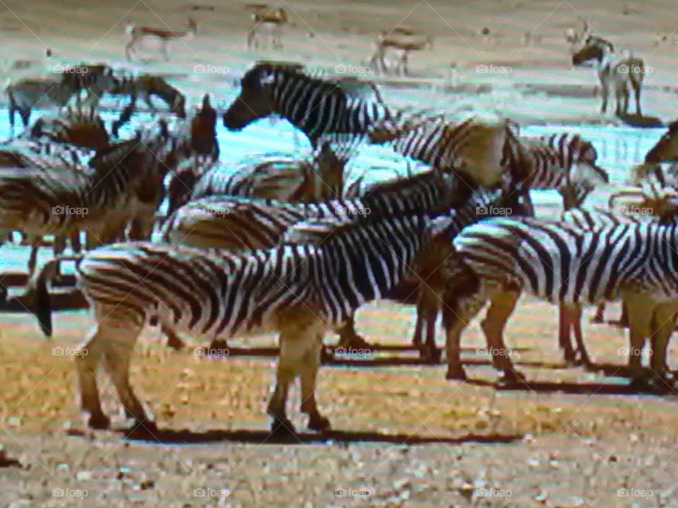 This is a very beautiful animals black and white zebras.