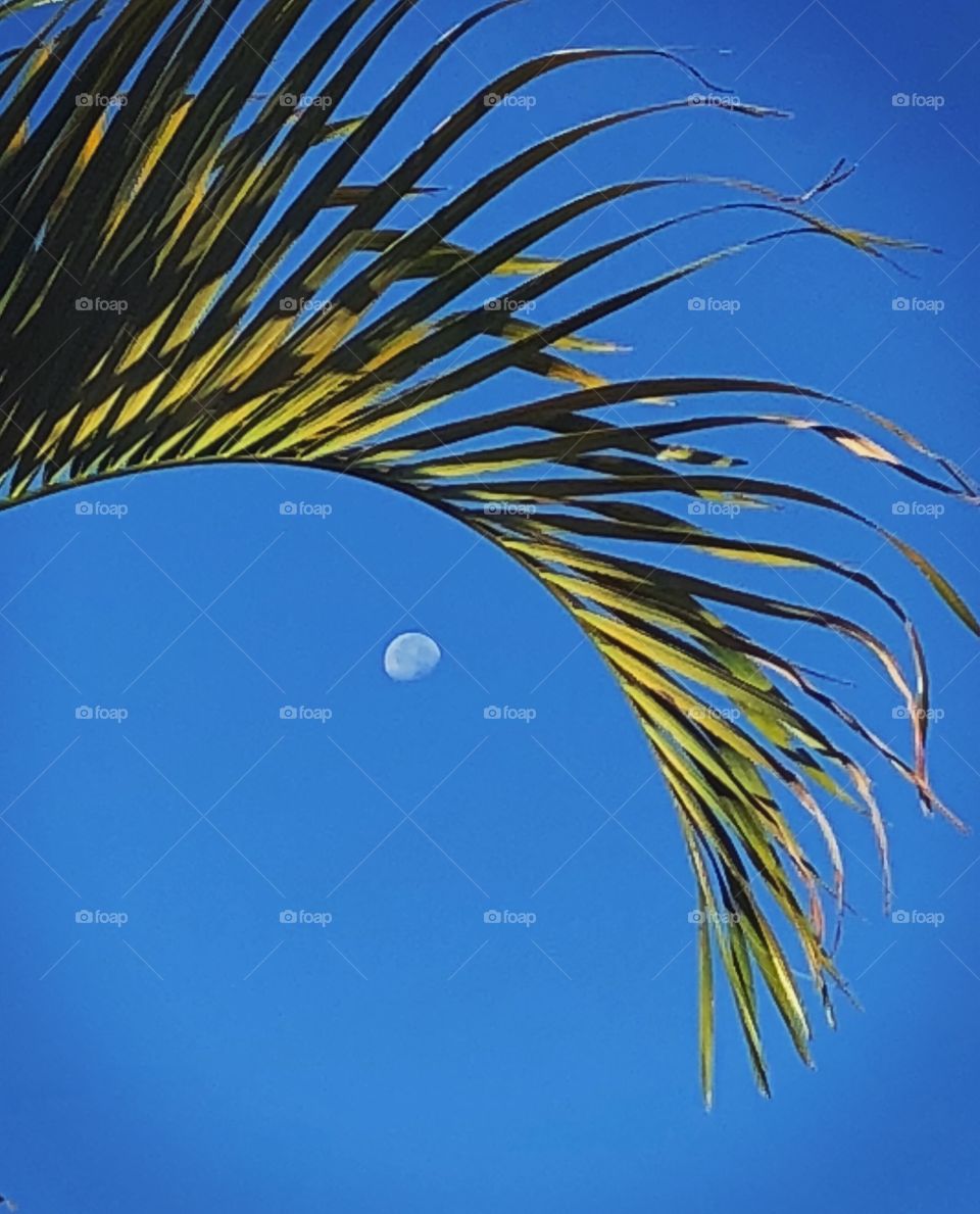 A waning moon captured in the arch of a palm frond. 