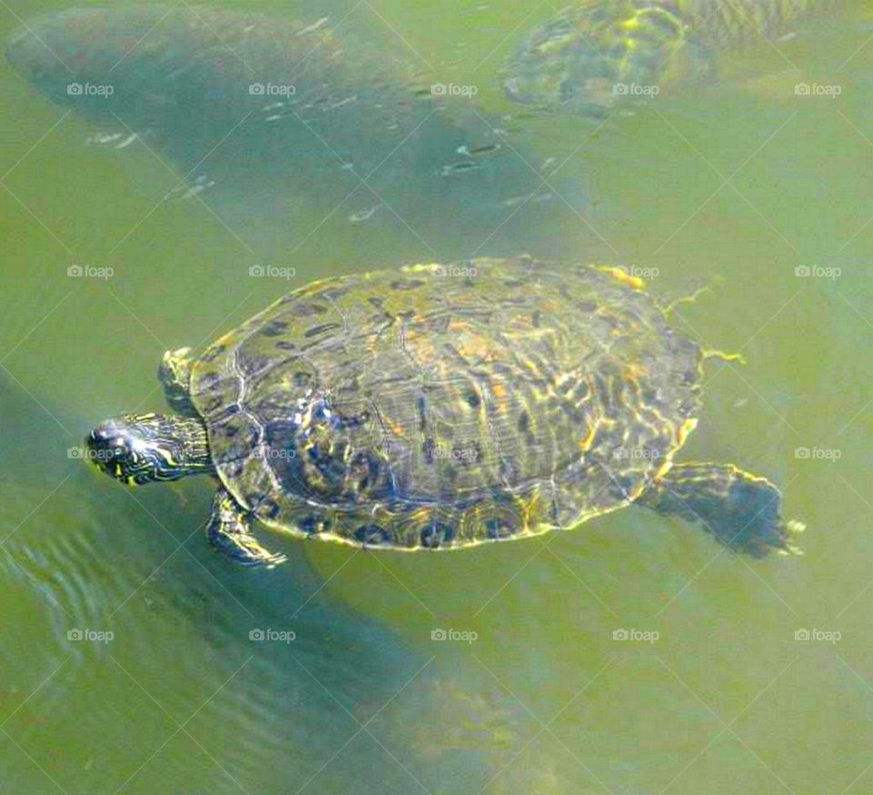 Turtle in creek in Austin, Texas