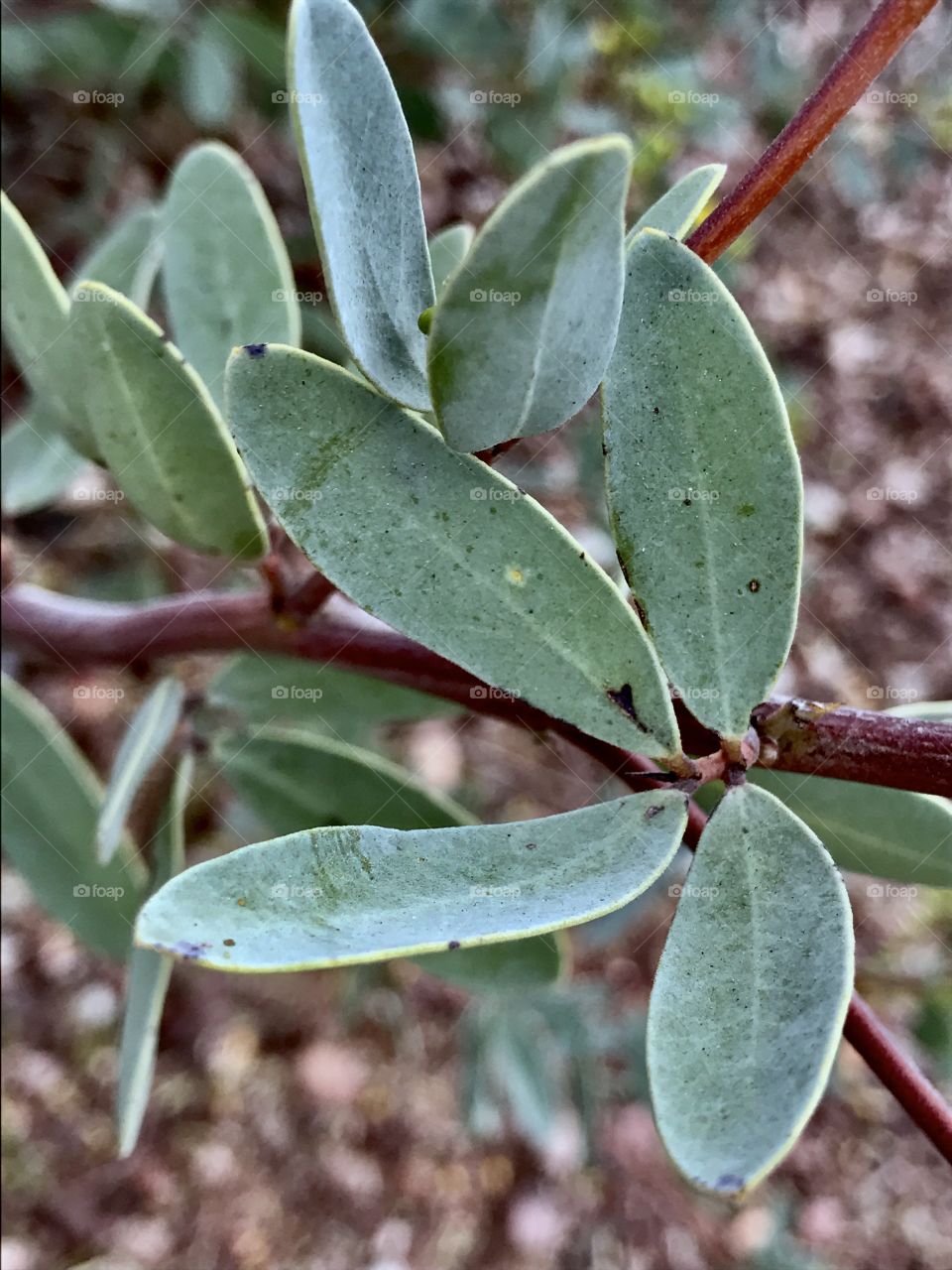 Leaves of Green