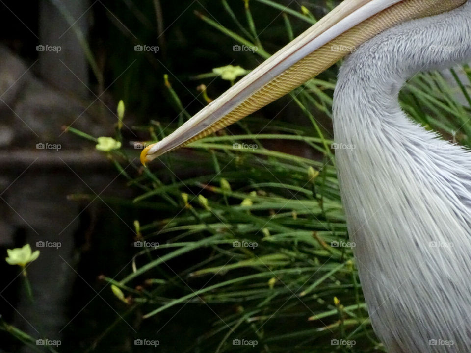 Pink Backed Pelican crop with yellow flowers