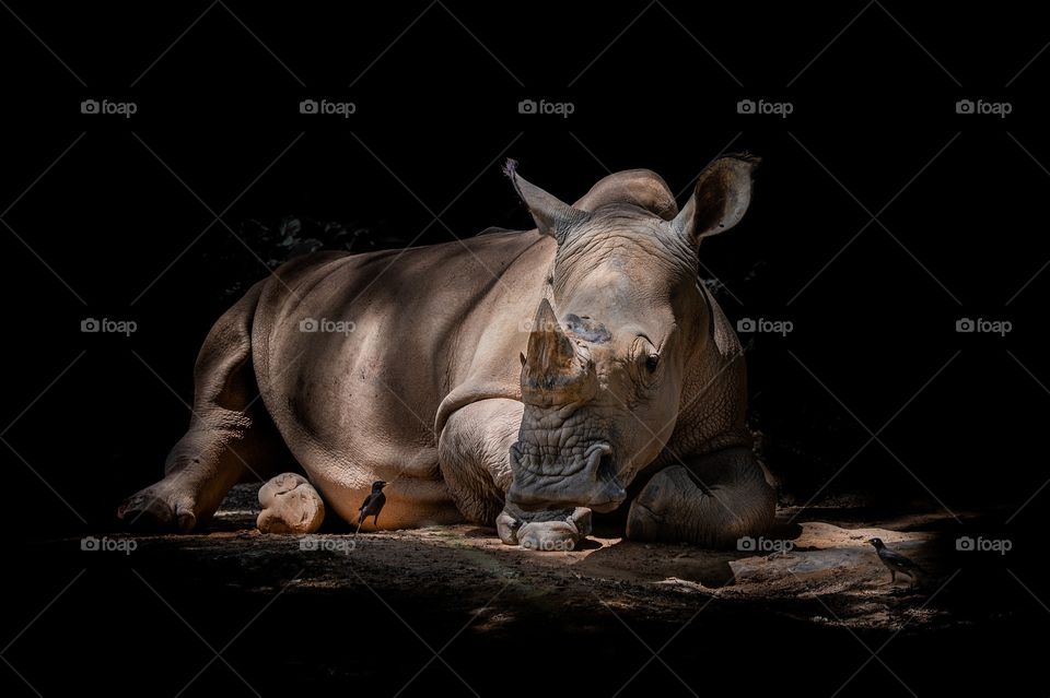 Rhino under shadows
