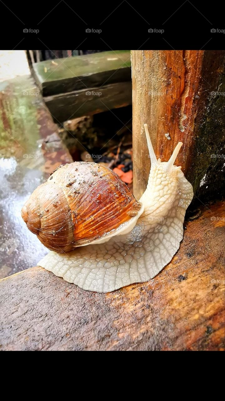 The snail is crawling along the old window.  White snail body and orange shell with earth clumps