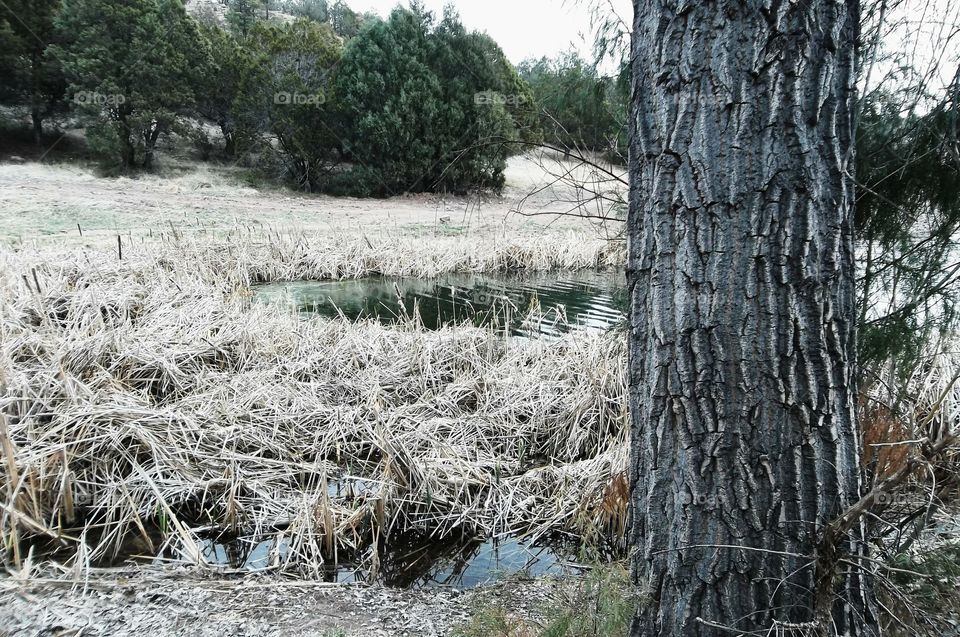 Lake Surrounded By Dead Plants And A Tree Trunk