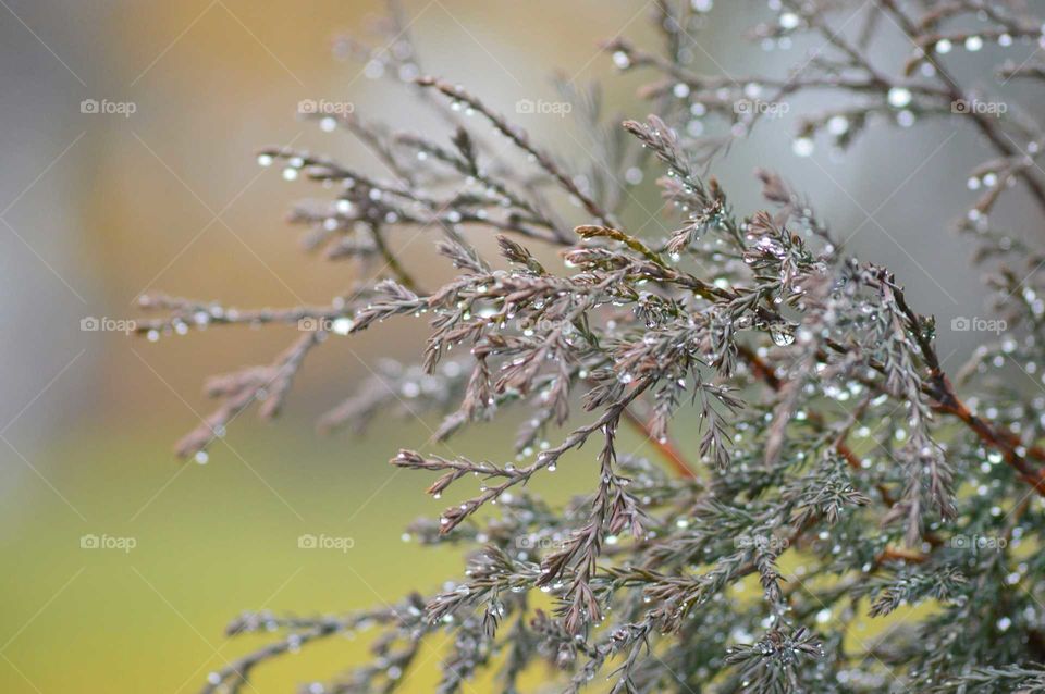 Water drop on branch