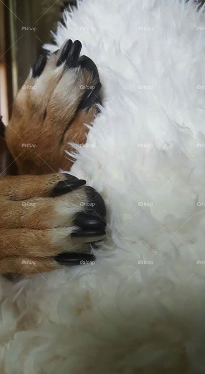 fluffy feet