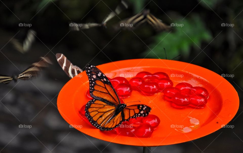 butterflies in the park