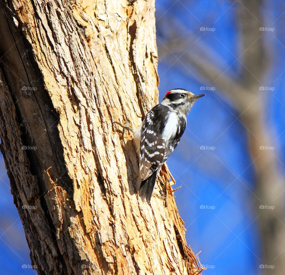 A woodpecker watching out for any competition for the best spot 