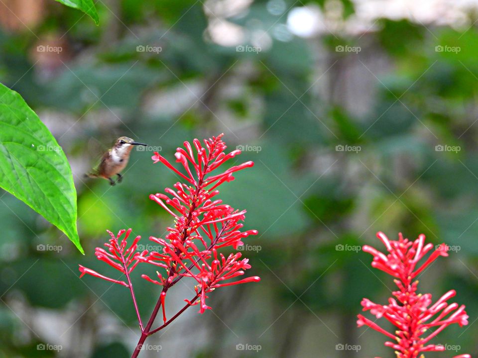 The Magical Outside - A Female Ruby Throat Hummingbird is flapping her wings in attempt to extract nectar from a red Firespike plant. Hummingbirds are attracted to red and yellow flowers bad well a sweet water