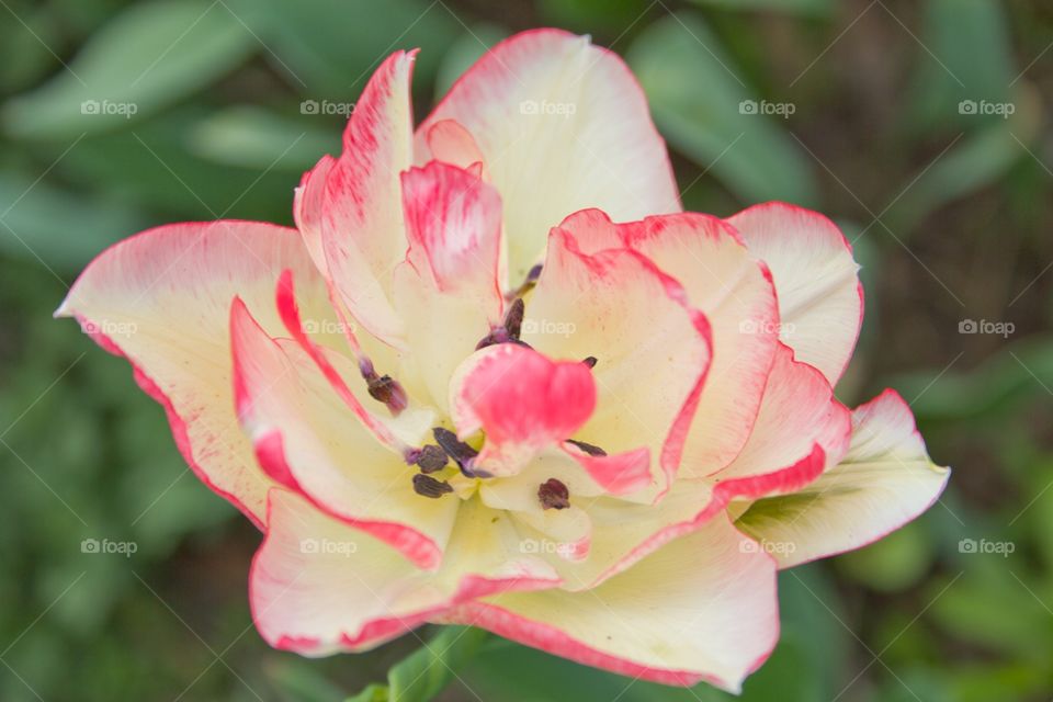 Tulip close-up on a green background.