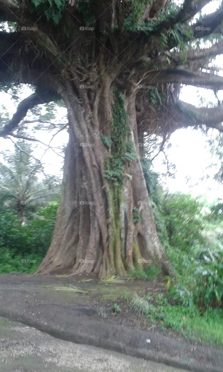 tree