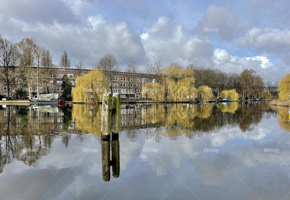 Willows blooming in March