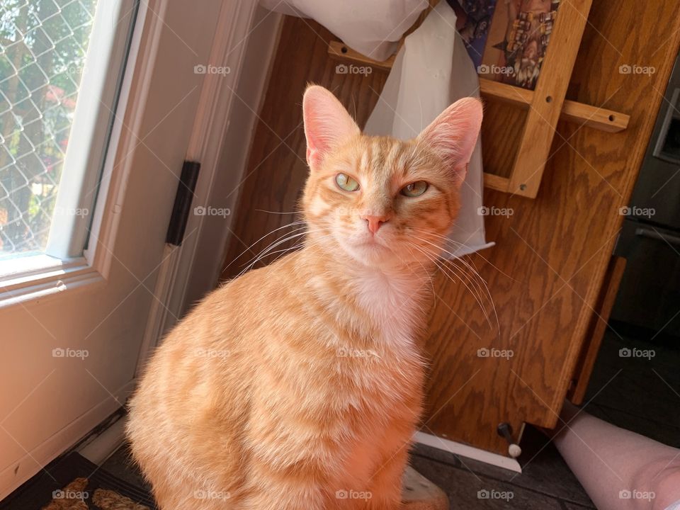 orange cat kitten cute