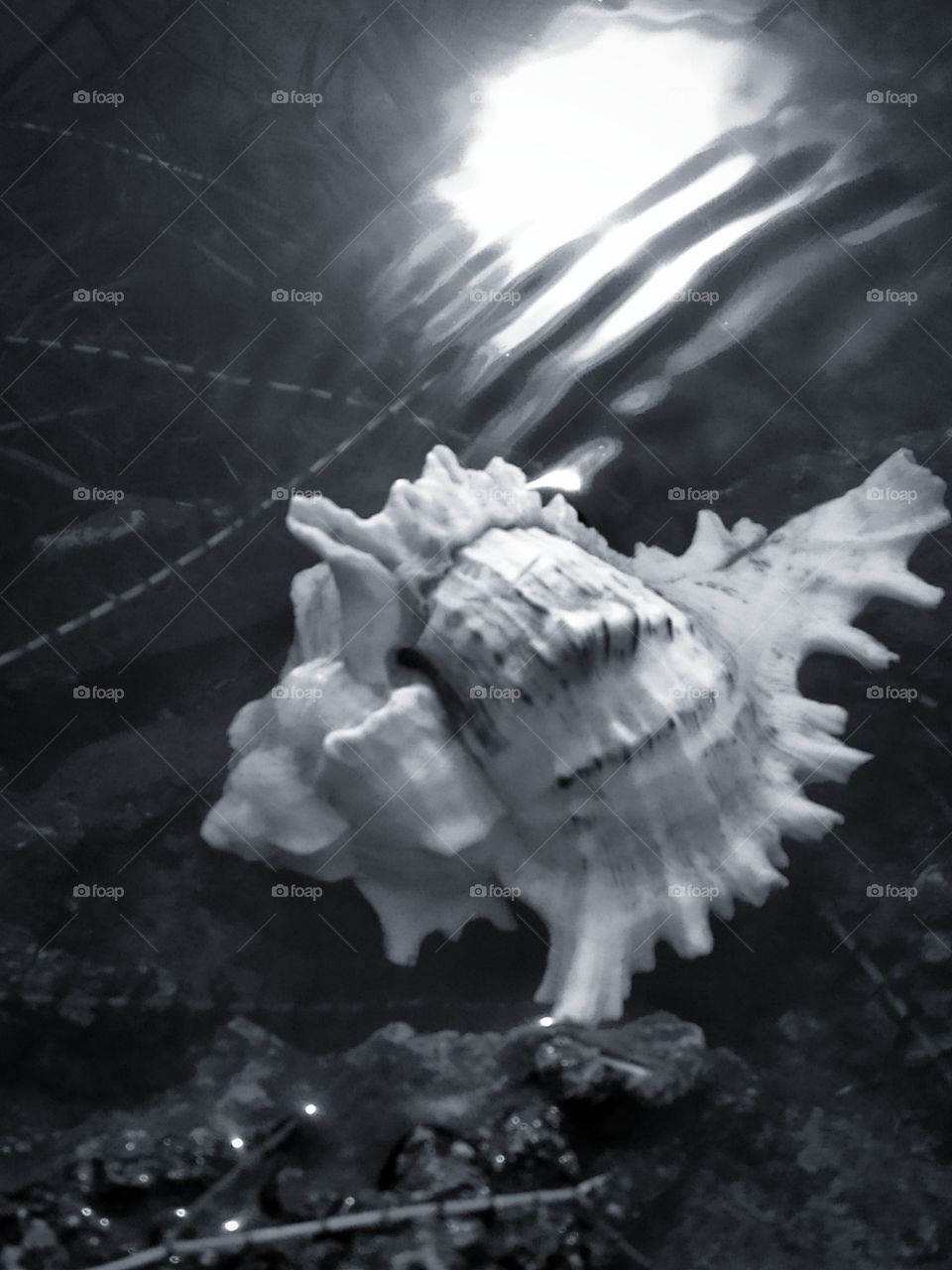 Seashell in pond water