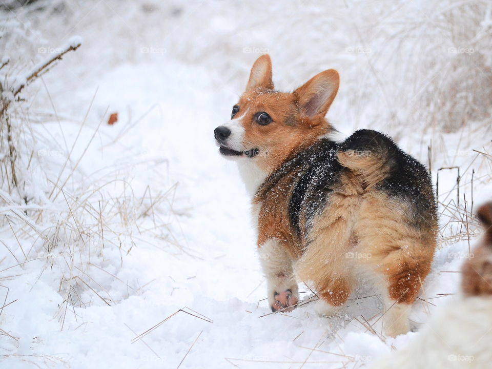 Cute dog a snowy day