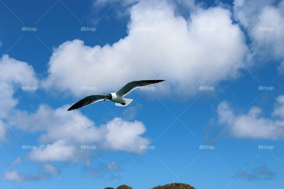 See gulls - Seagulls