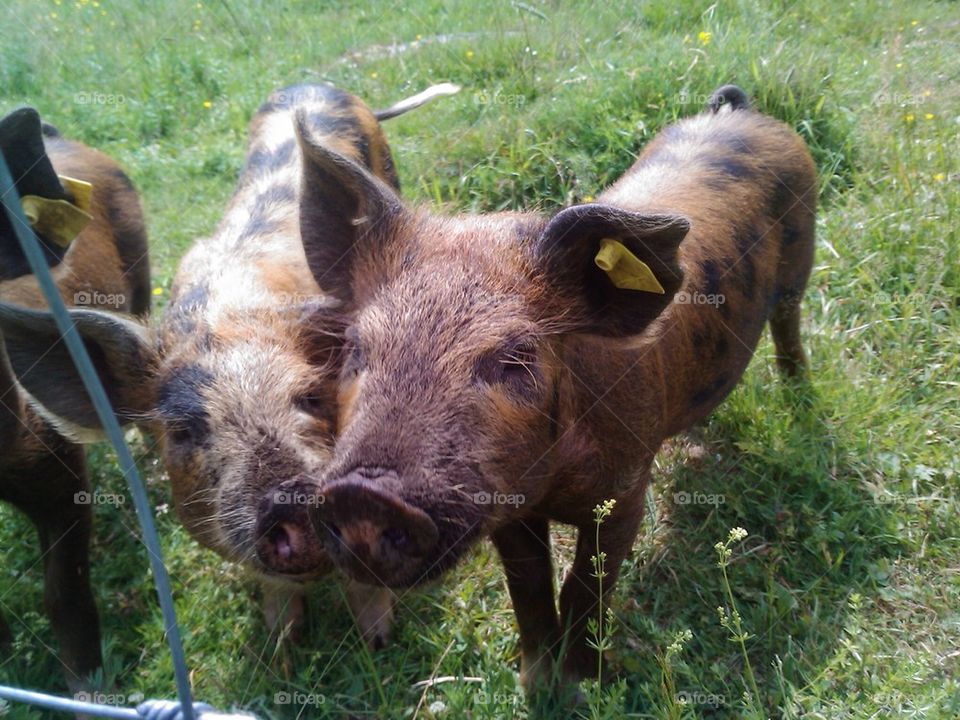 sommar summer mammals pig by lindstrand