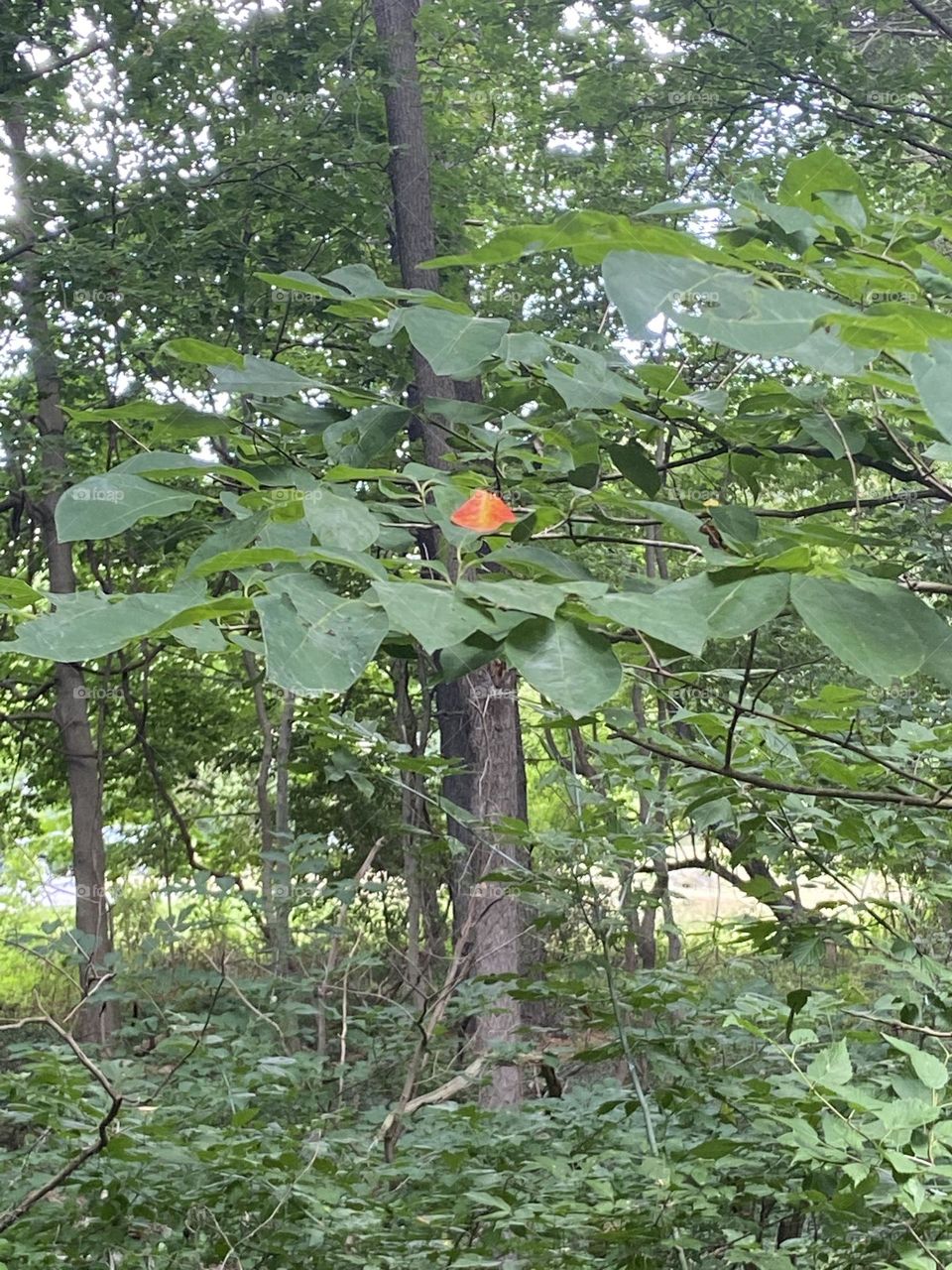 One red leaf appears on an otherwise green tree. Nature is full of surprises. I took this photo while on a leisurely walk through the woods and fields of a beautiful park. Time out in the country grounds you and restores the soul.