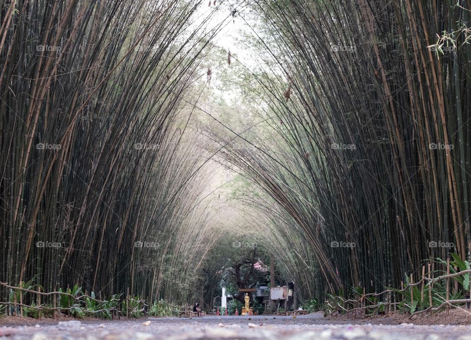 Thailand , Bamboo tunnels 