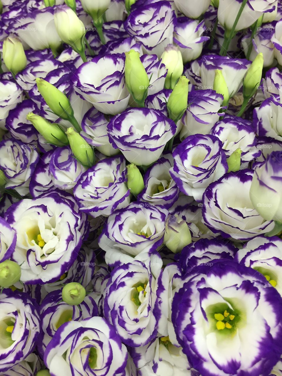 High angle view of purple flower