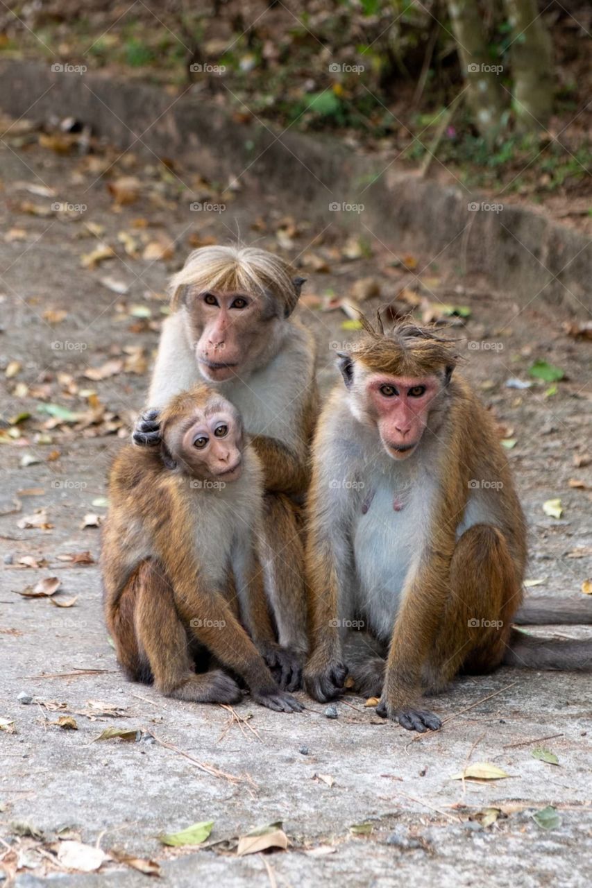 monkey family