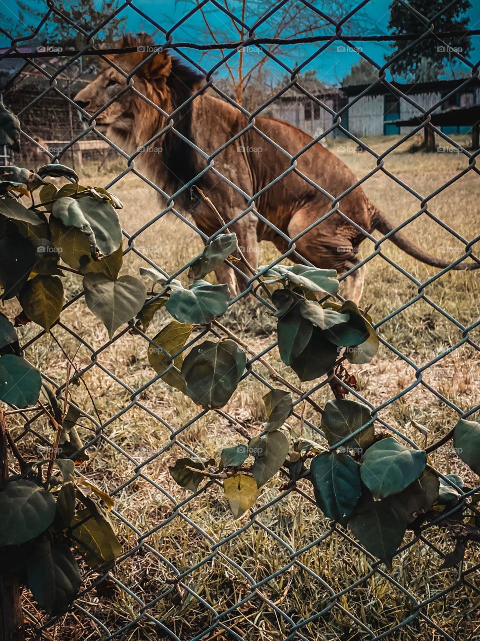 Lion cages