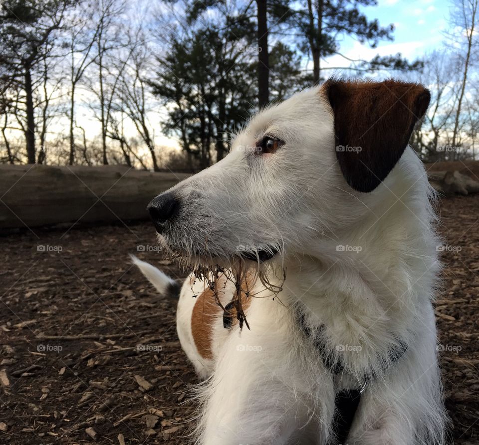 Muddy dog in forest