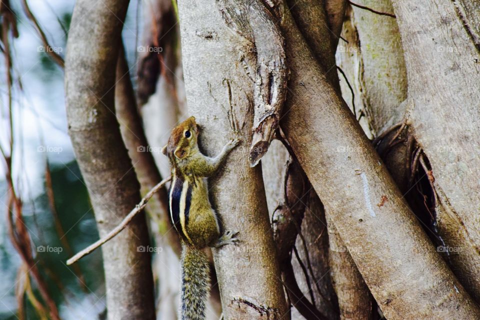 Faka with this squirrel tb to Sri Lanka