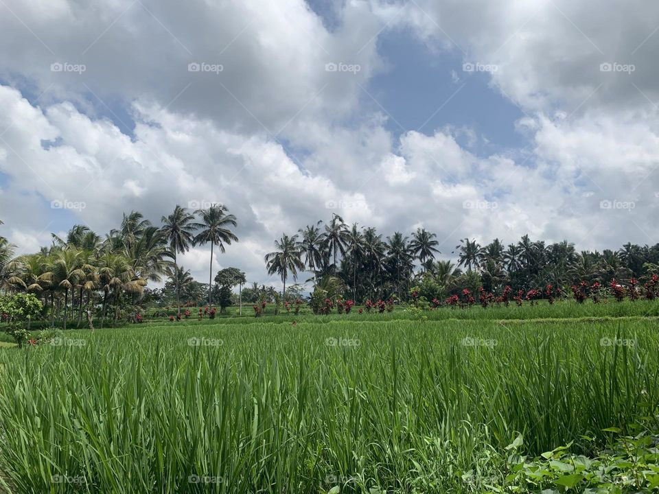 Beautiful fields and sky