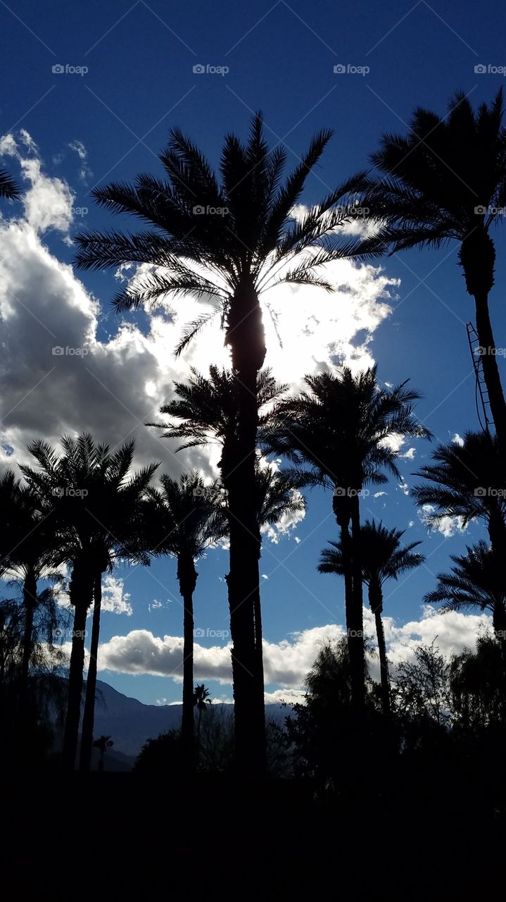 Palms and sunny sky