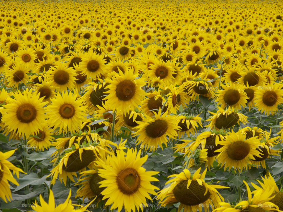 field yellow flower sunflower by shotmaker
